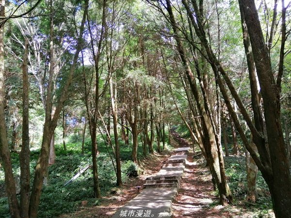 【桃園。復興】漫步柳杉林間 小百岳集起來。編號22小百岳~東眼山自導式步道_1494411