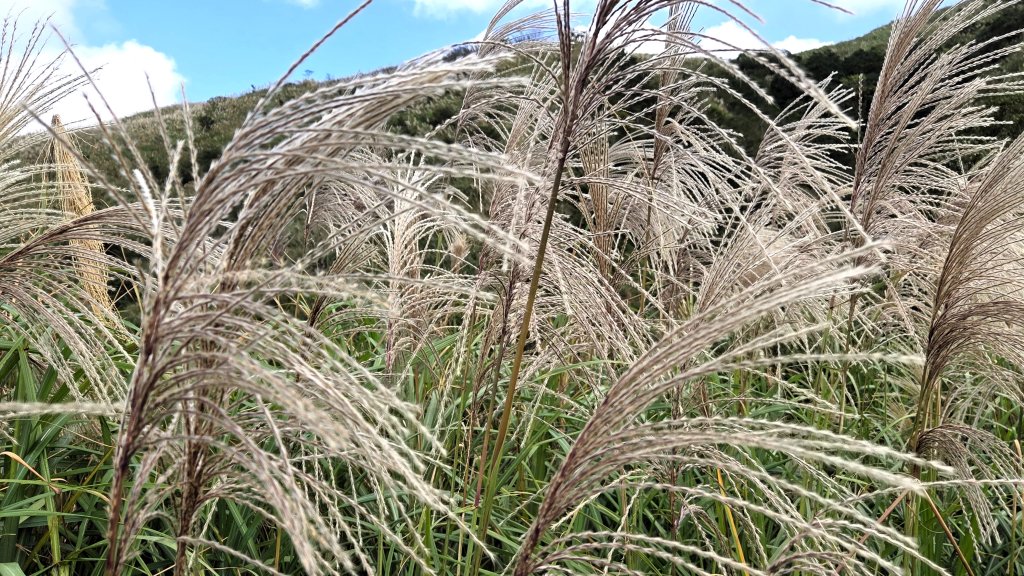 秋季品味古道與芒海的山行在猴硐牡丹山與金瓜石山_2951005