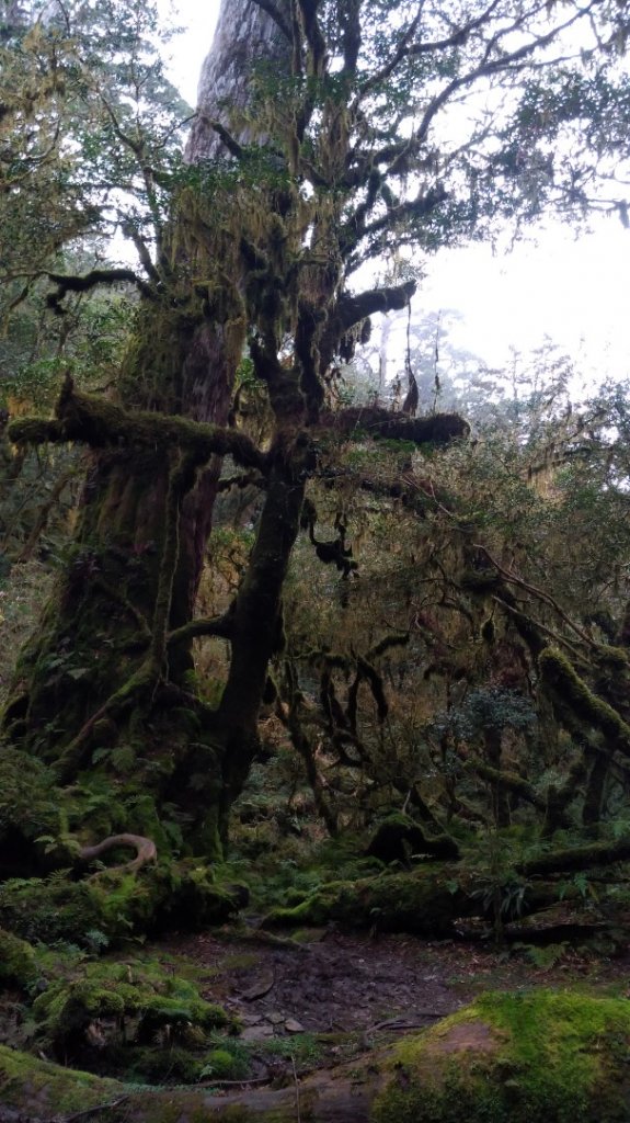 塔魔巴縱走_871351