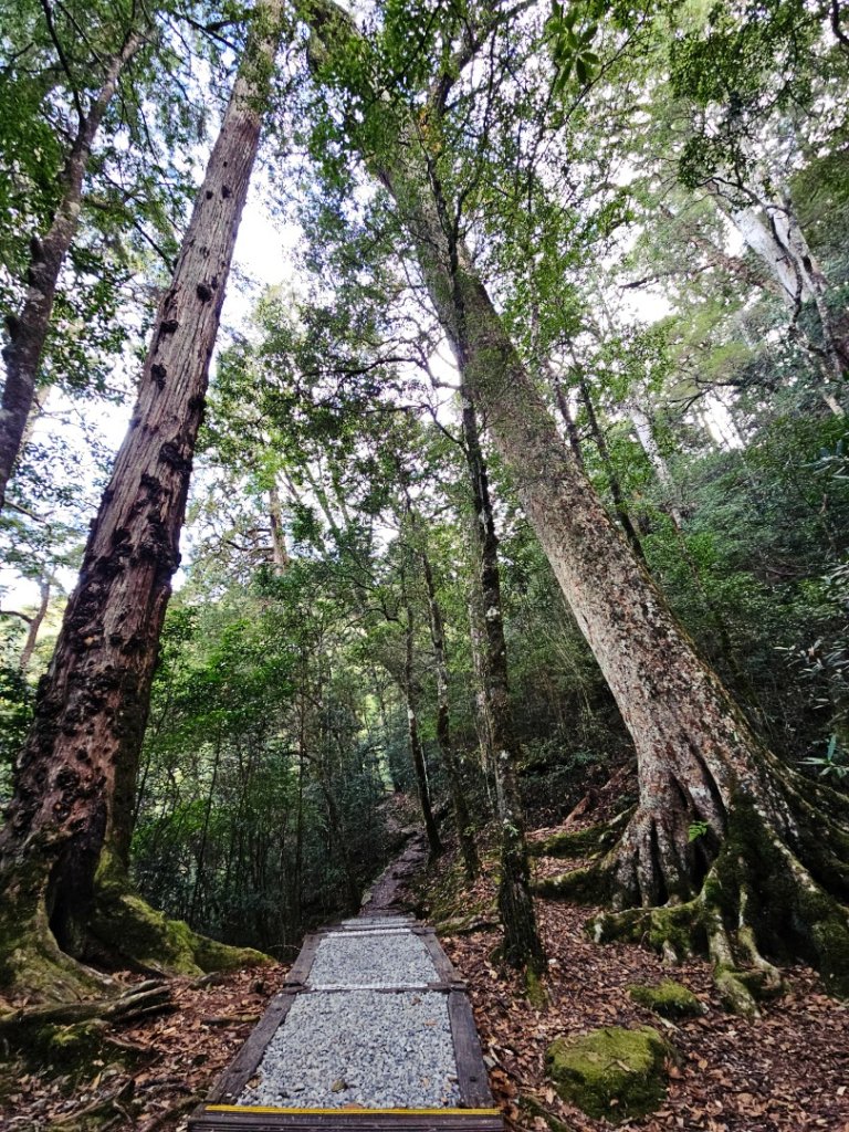 大雪山森林遊樂區森林浴步道_2966019
