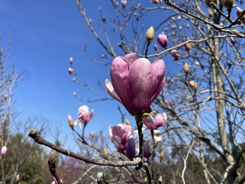 楓樹湖古道封面圖