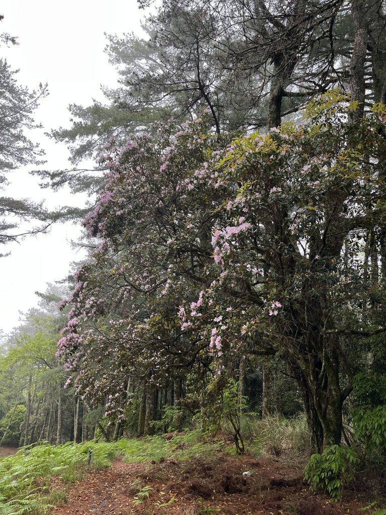 2022_0504_大劍山_1959400