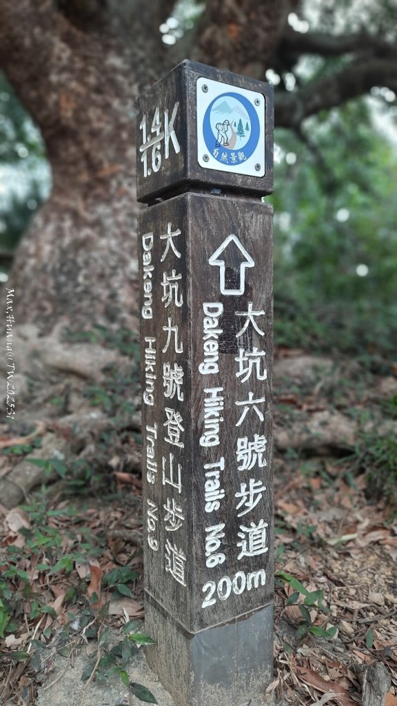 《台中》樹中有樹｜大坑步道6上7下O繞20250208_2708626