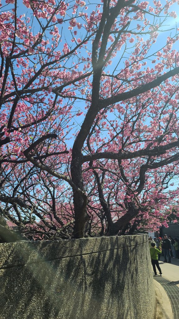 2025-0130溪和宮-大崎頭步道-鵝尾山-平溪步道-鵝尾山水田-42巷-溪山百年古圳-平菁步道_2701839