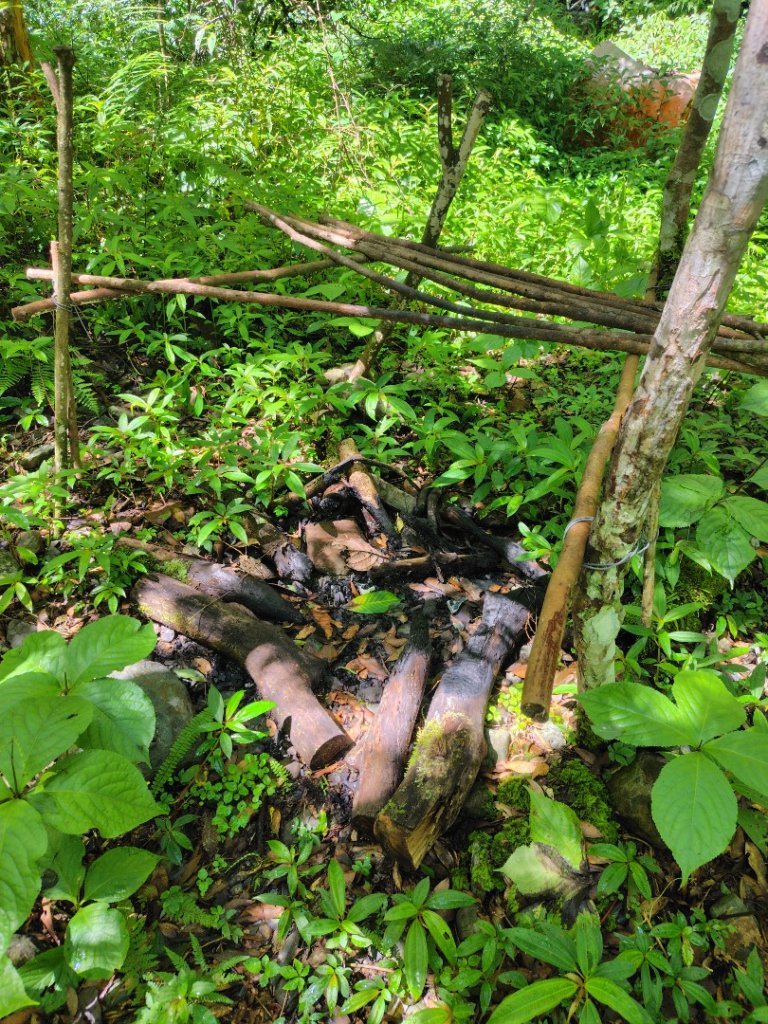 沙里仙林道、沙里仙溪、同富山/埔沙山、東埔山、阿毛巨木_2812648