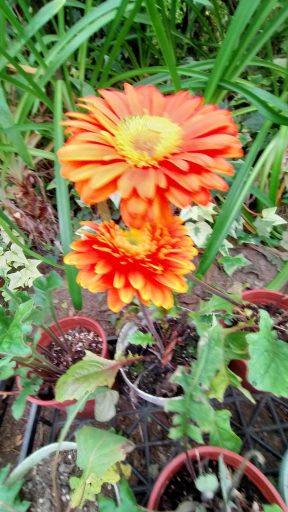 杉林溪一日遊_1661427