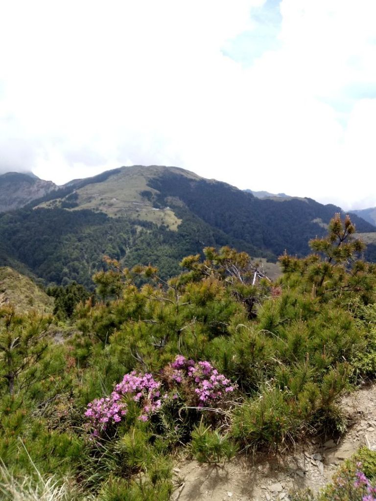 合歡北花季_334745