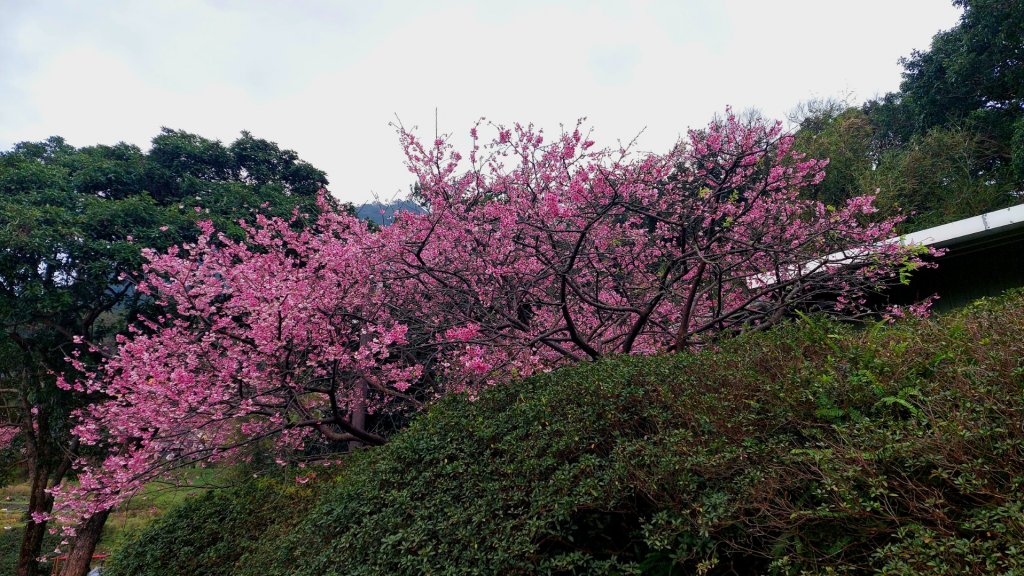 20230127 天元宮的日櫻＆夜櫻_2008134