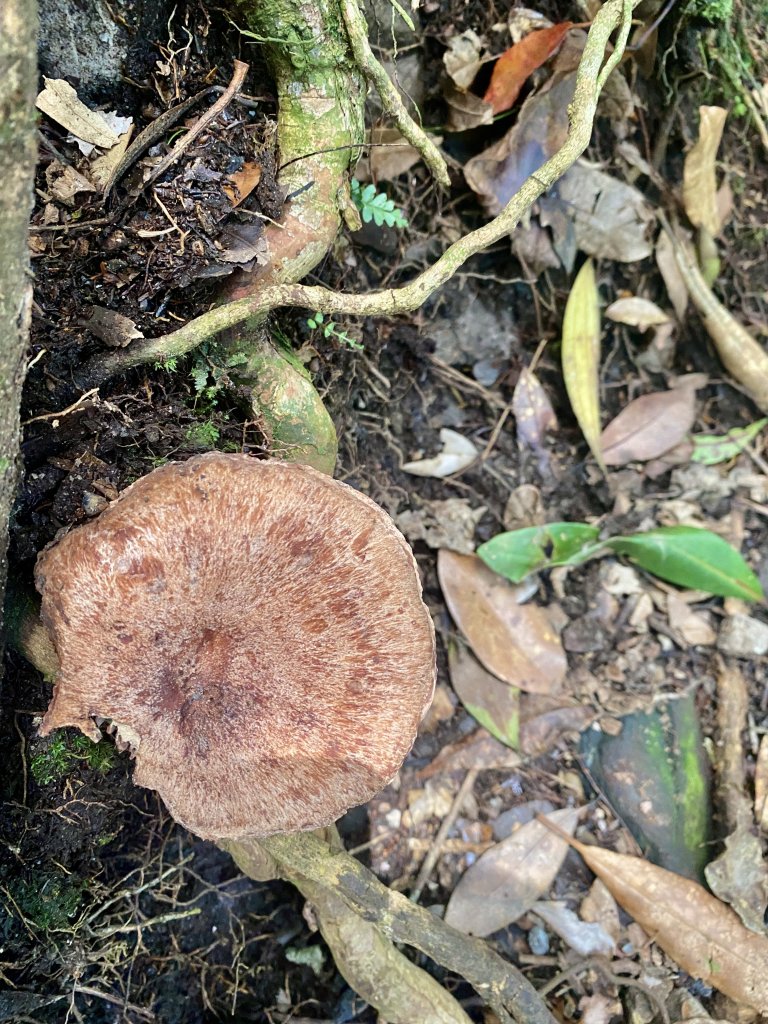 醜崠山納涼趣    2024/6/23_2534875