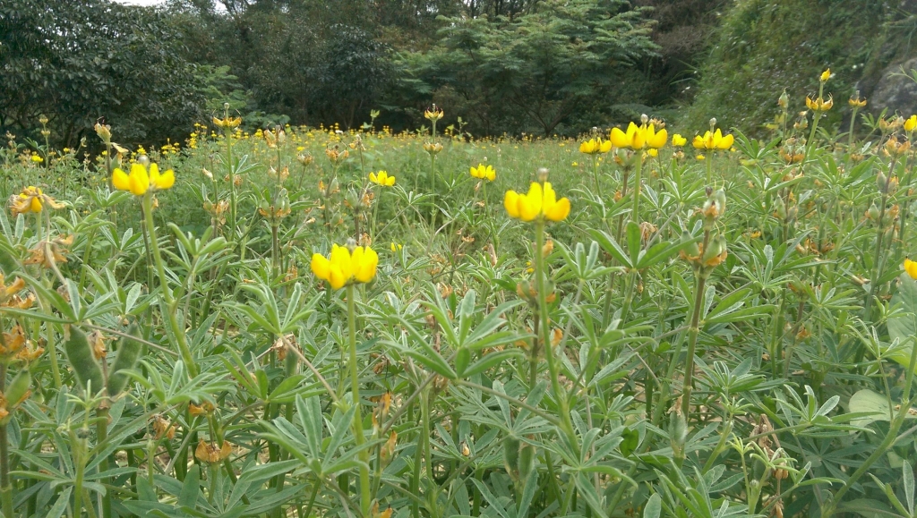 樟樹步道魯冰花_35909