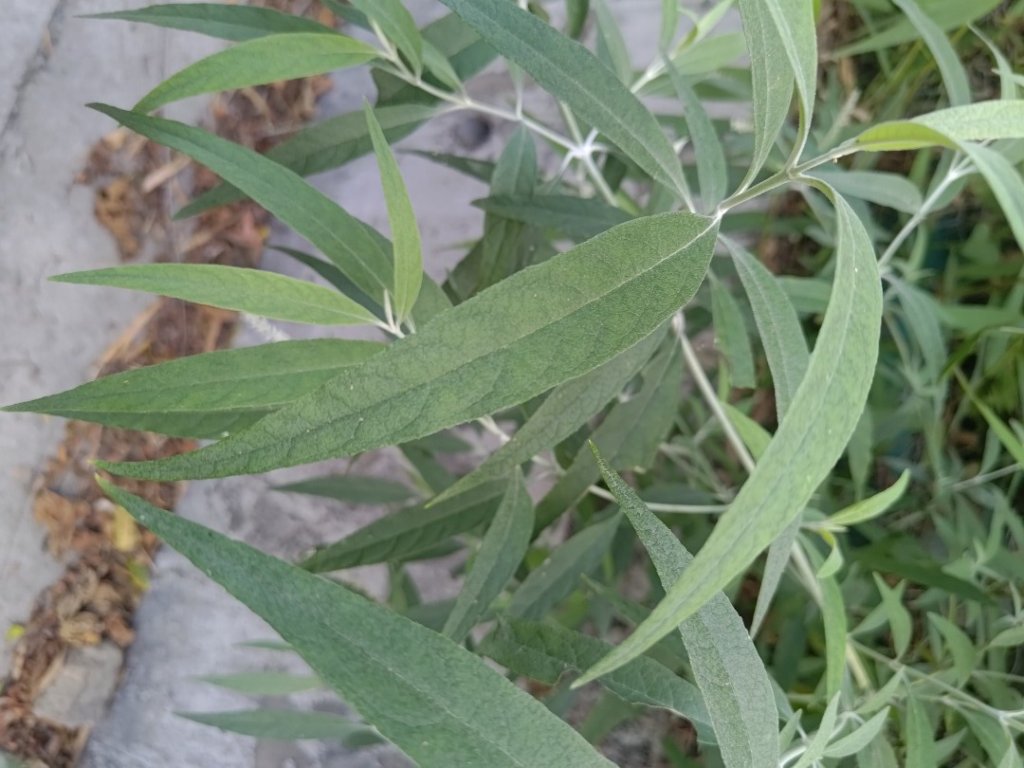 盆貿里山三盆連走_2749518