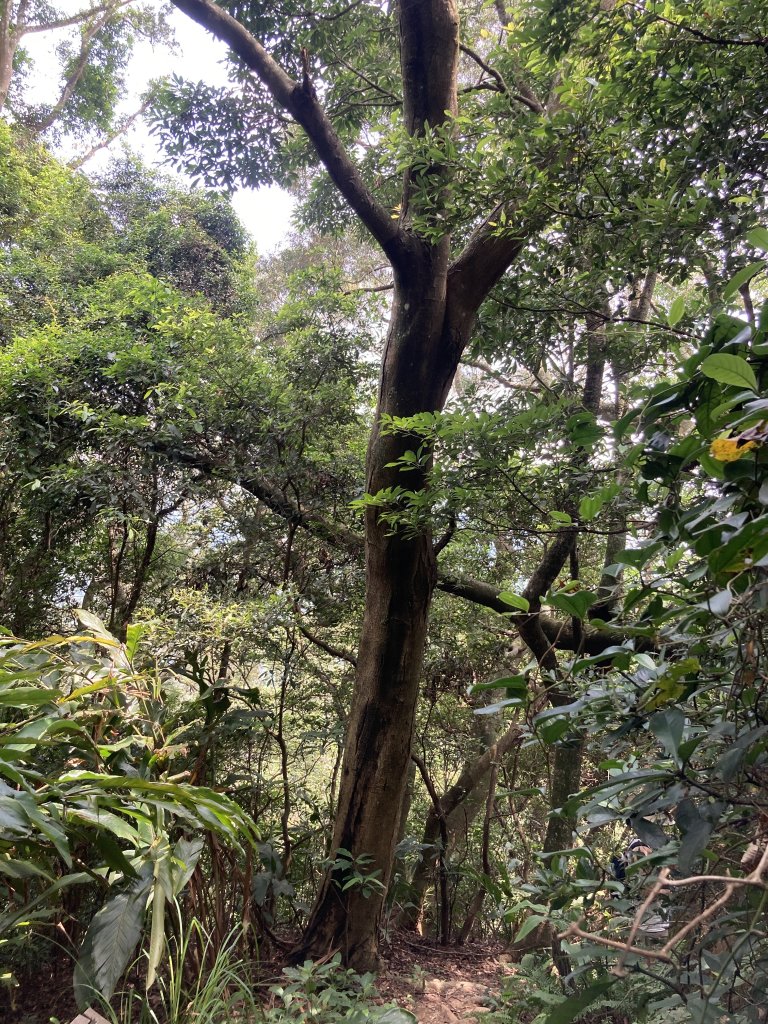 打牛崎古道_2564051