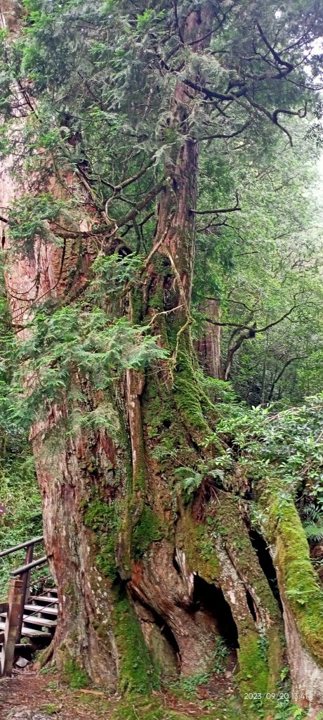 拉拉山國家森林遊樂區、神木群步道【桃園-臺灣百大必訪步道、走路趣尋寶】_2292723