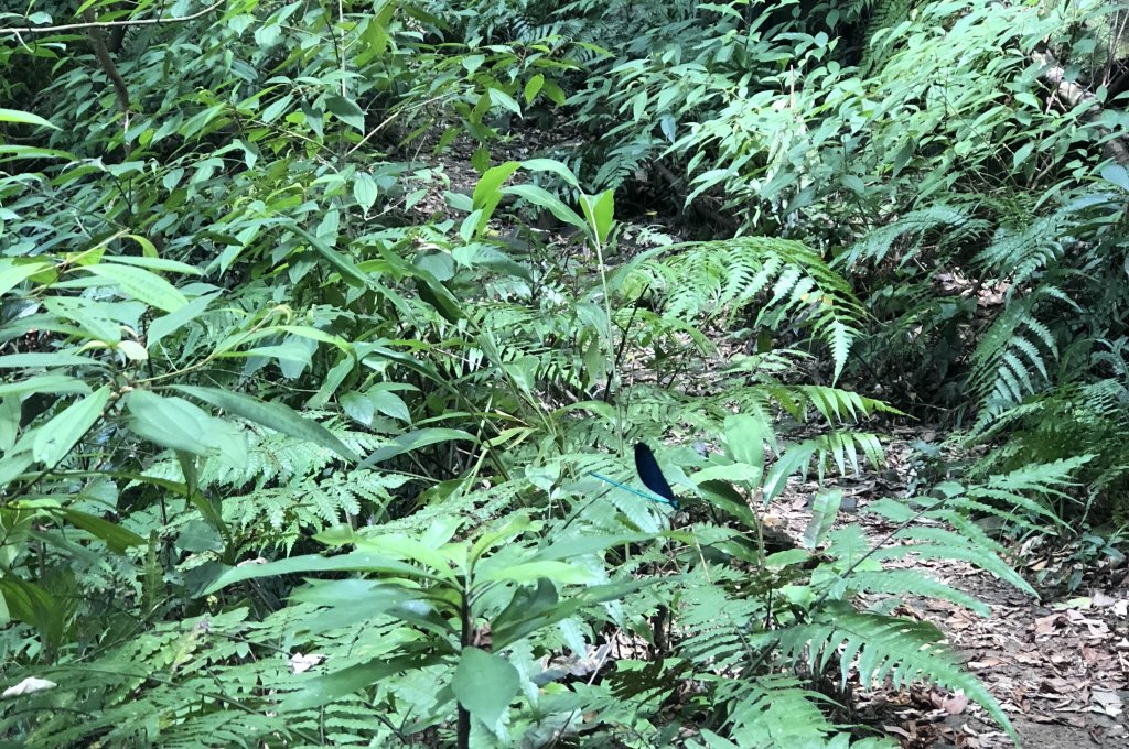 【淡蘭中路】全線連走(經泰平) | 是旅行也是修行_1035137