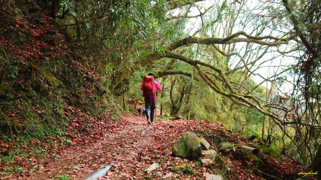 阿里山森鐵舊鐵道~石山引水道＆石山_804759