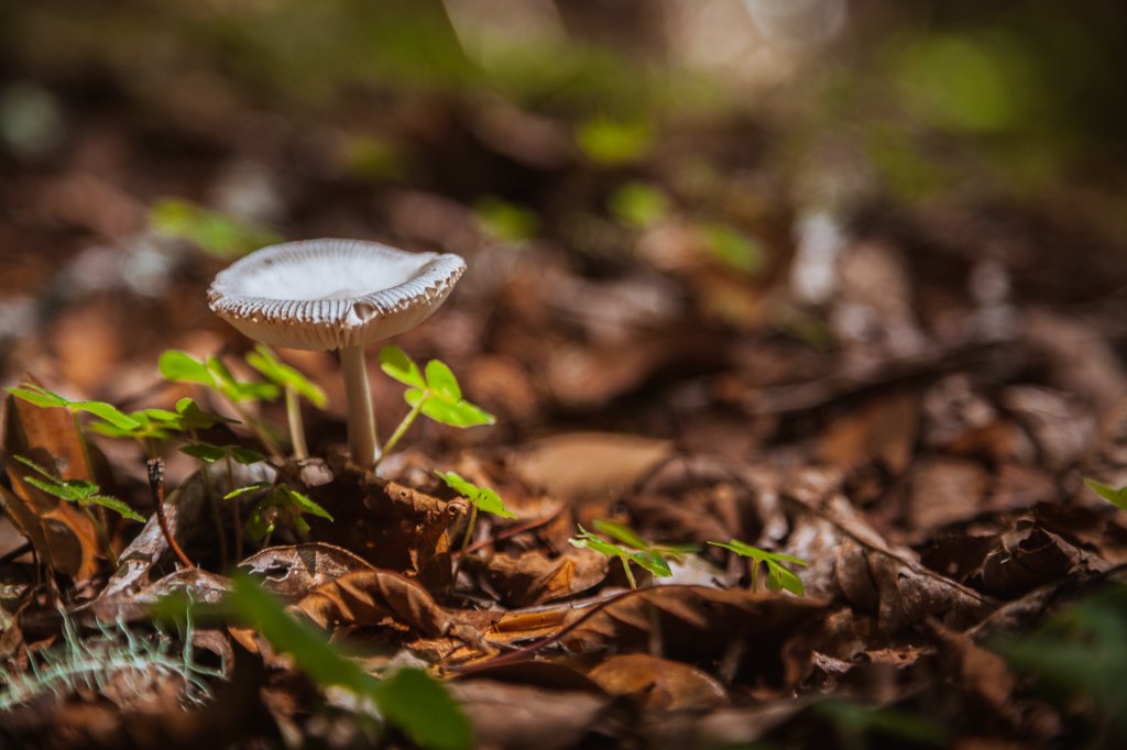 20200704-[台東] 戒茂斯山下新武呂溪_1634388