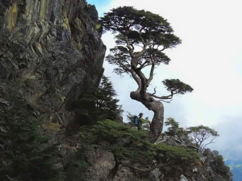 【春夏之際】巨木之美封面圖