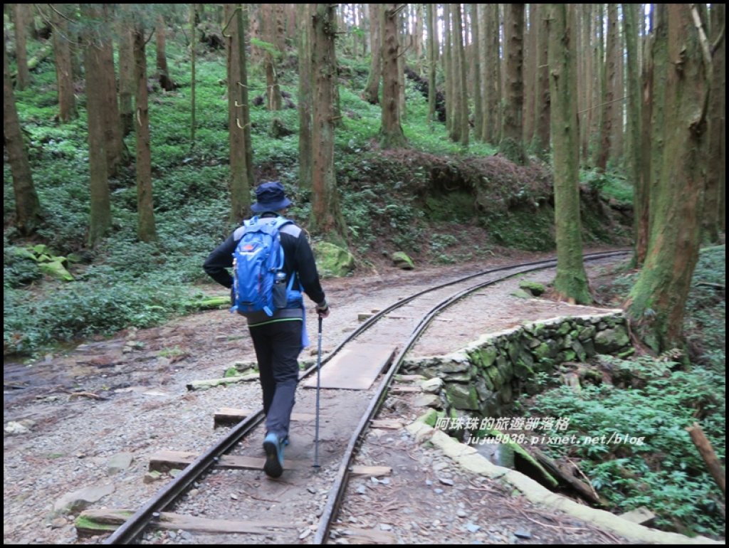 嘉義。特富野古道。鐵道森林最美的步道_422554