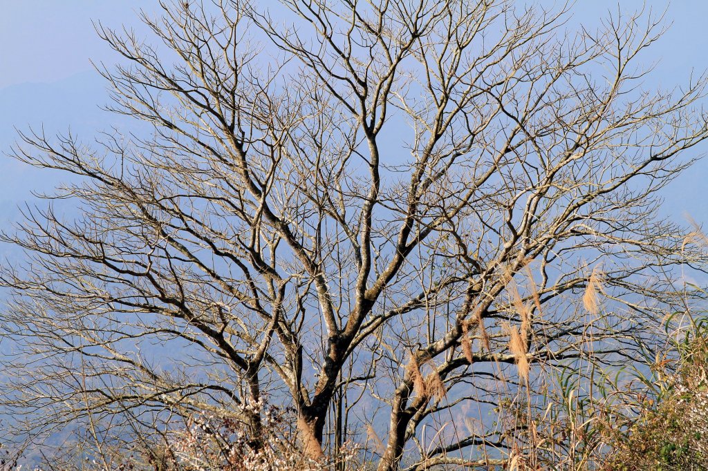 【臺南~楠西】梅嶺賞梅二~梅峰古道_1247021
