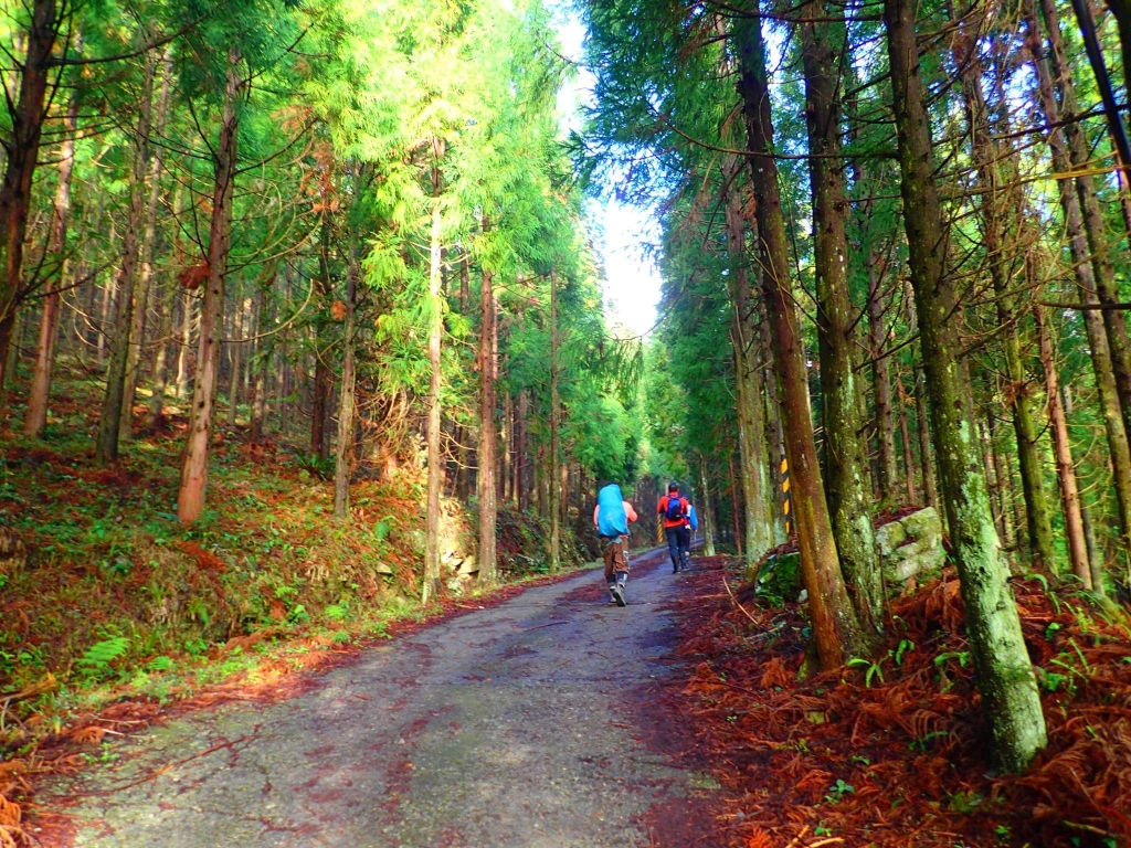 【新竹/五峰】戀戀柳杉林，比大鳥連稜縱走_26298