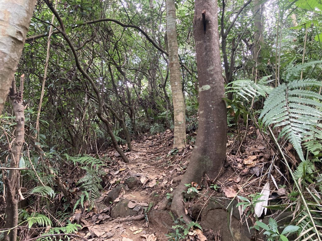 打牛崎古道_2564016