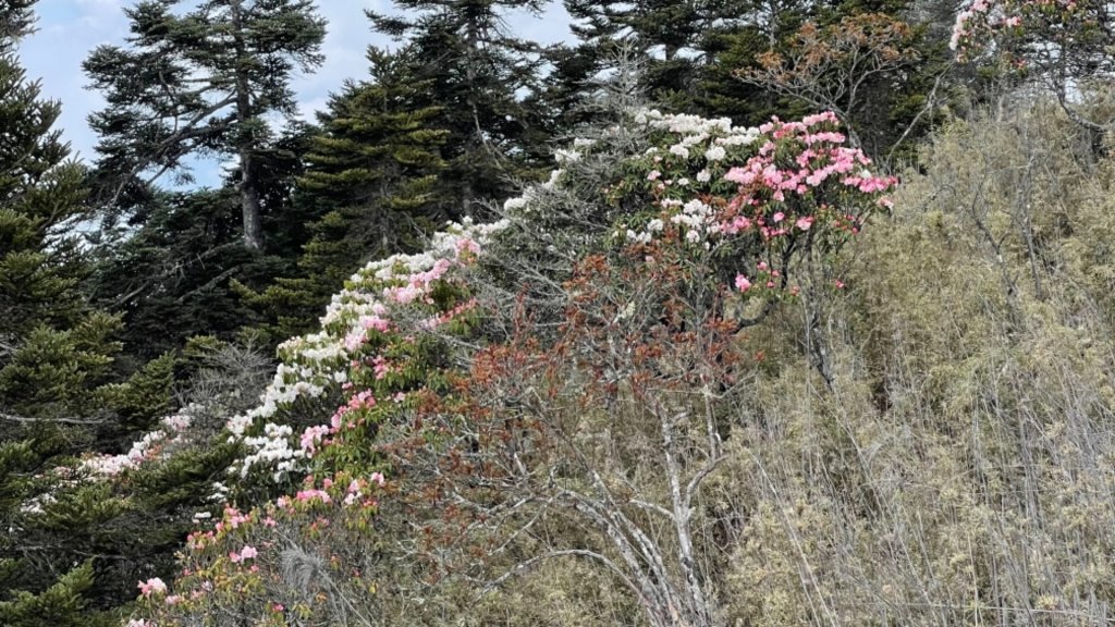 1100419郡大山杜鵑花.馬醉木花_1358353