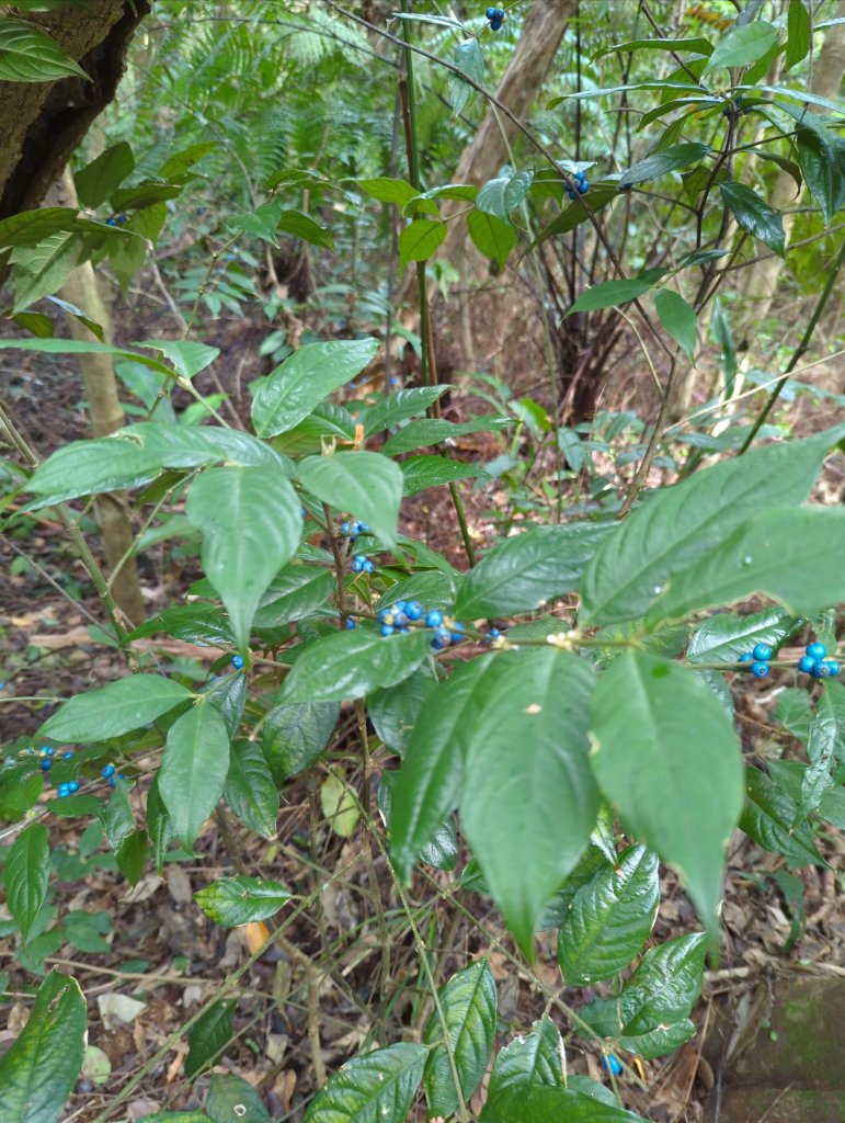 2022.11.20－臺北大縱走第四段_1919654