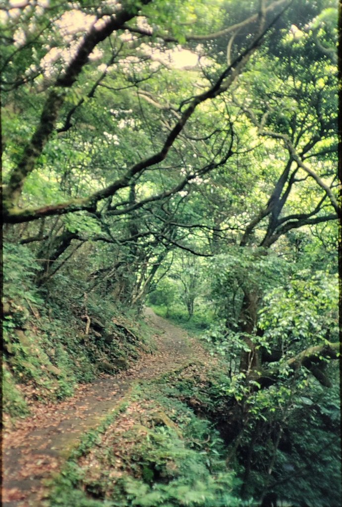 大屯山／二子山_1966193