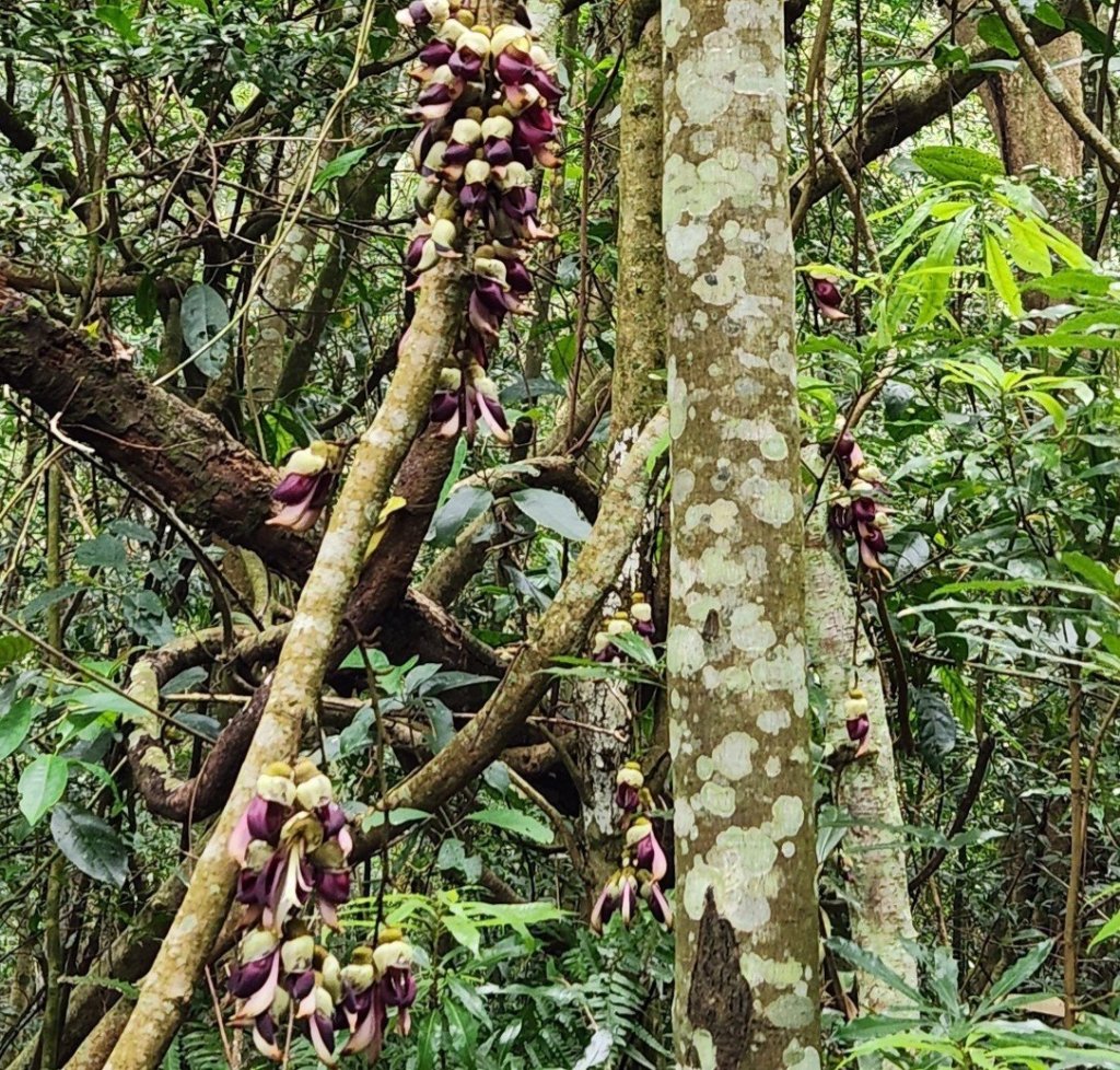 【中級山縱走】水雲三星，橫龍山，騰龍山，橫龍古道_2742957