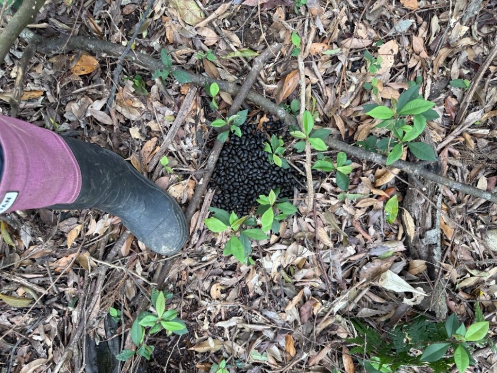 桂山路197巷 》呂奔山北峰 》呂奔山 》阿玉壩_2755806
