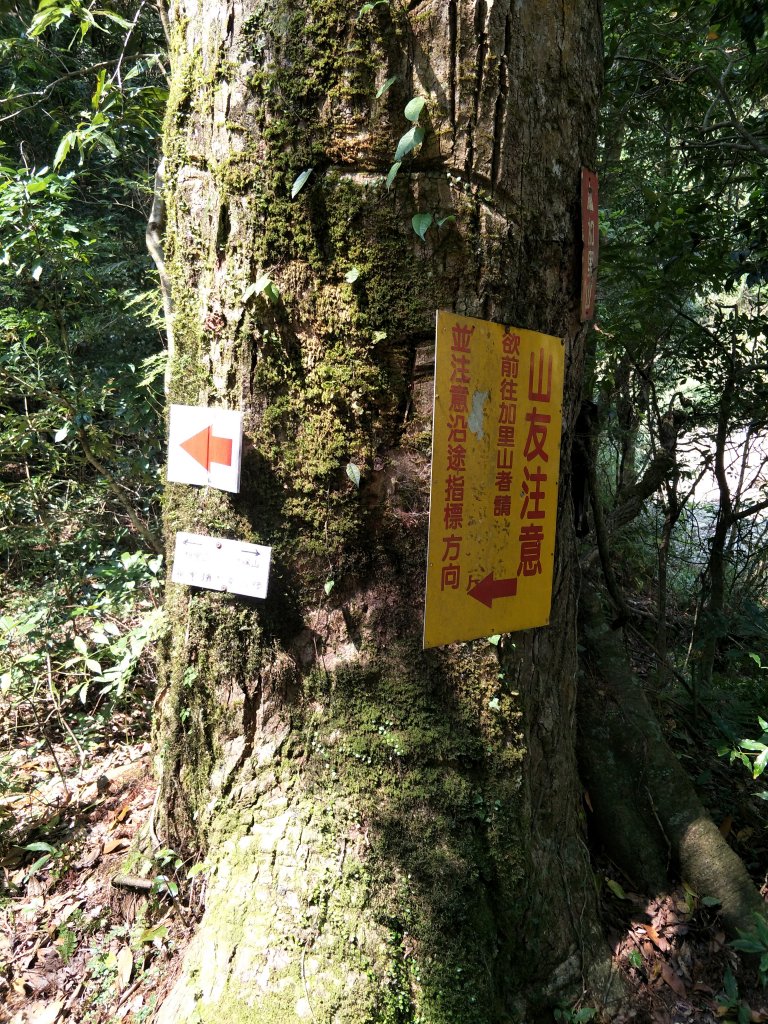 2019 03 28 哈加縱走_554046