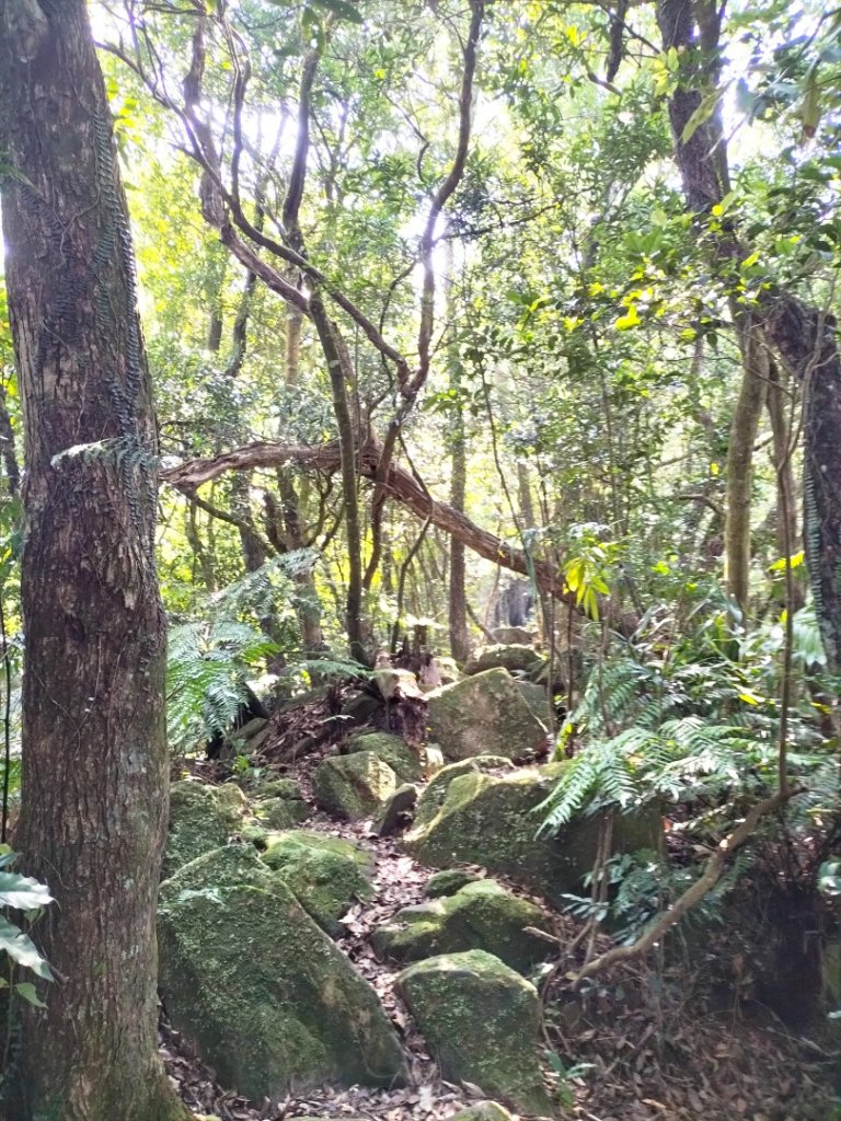 屈尺永福路…四份子產業道路…直潭山…原路折返_2591248