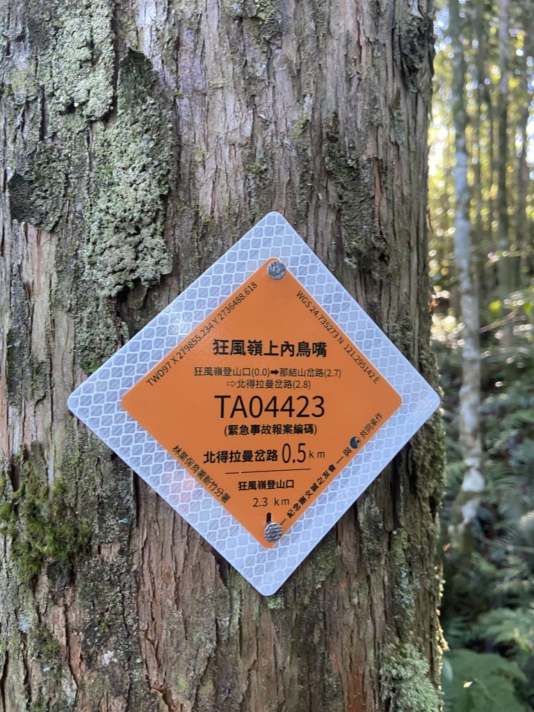 114.11.16 北得拉曼追黃金山毛櫸_2937870