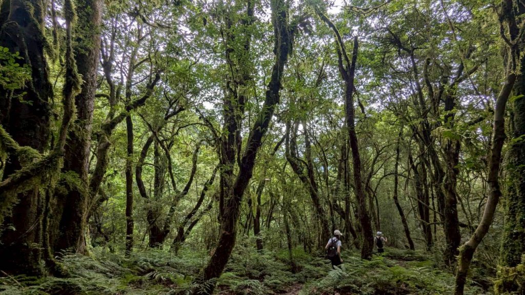 鎮西堡巨木步道群 (B區)_2861139