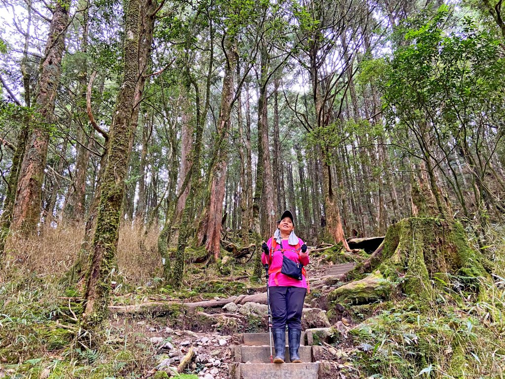 八仙山駐在所、東八仙山、八仙山O型走  _1133220