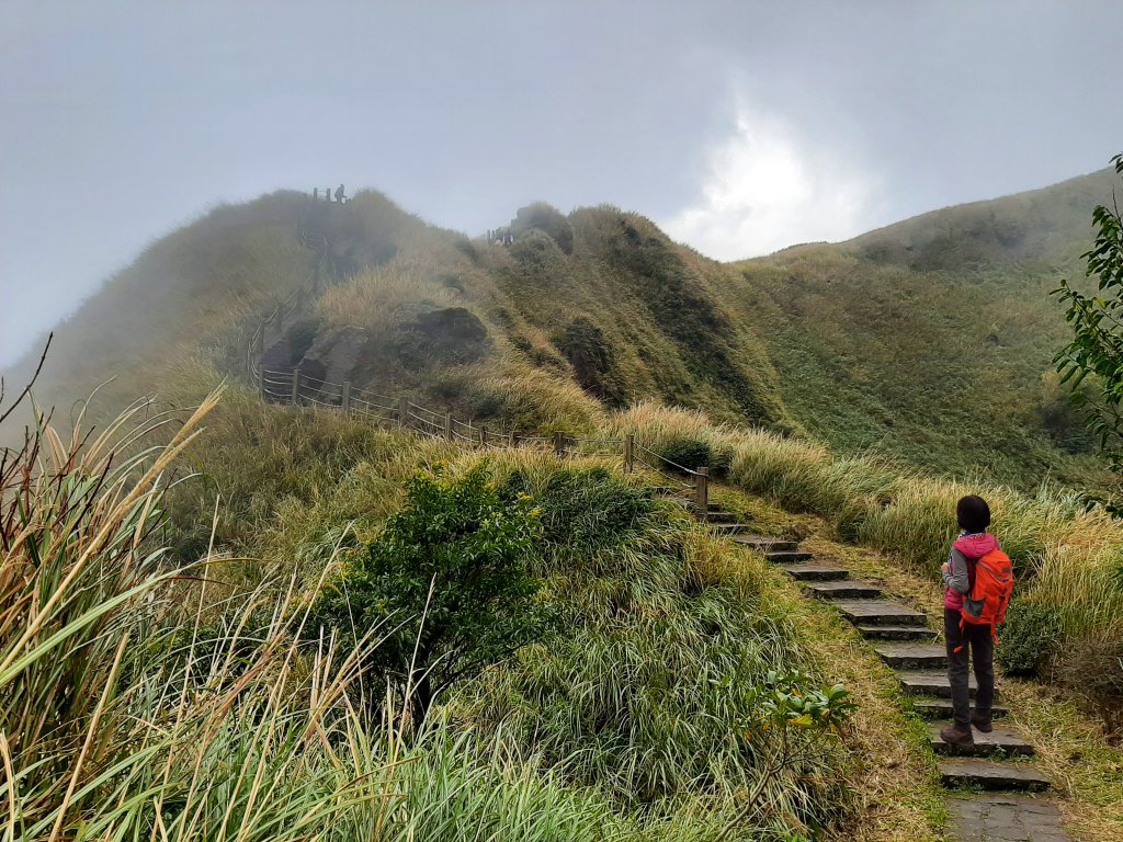 古道探訪｜七星山主東峰苗圃線_1567654