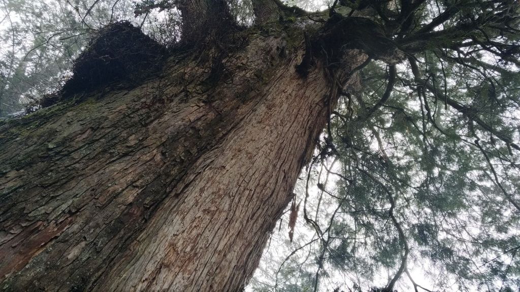 阿里山五奇_306253