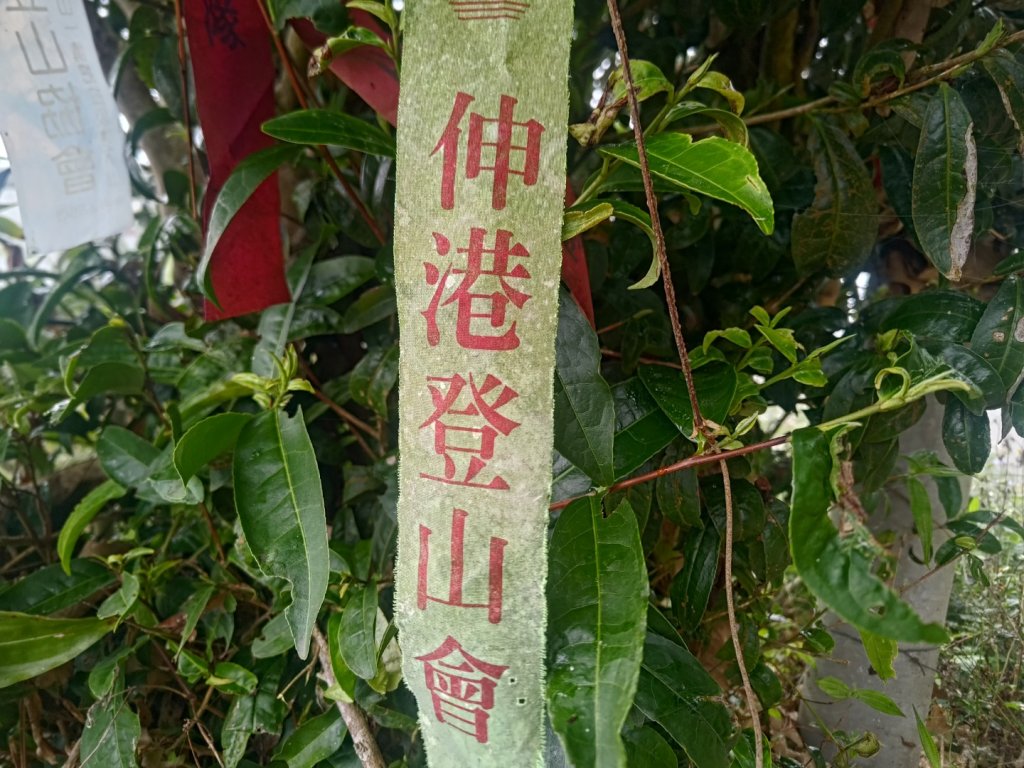 梅山鄉撿山頭_2449437