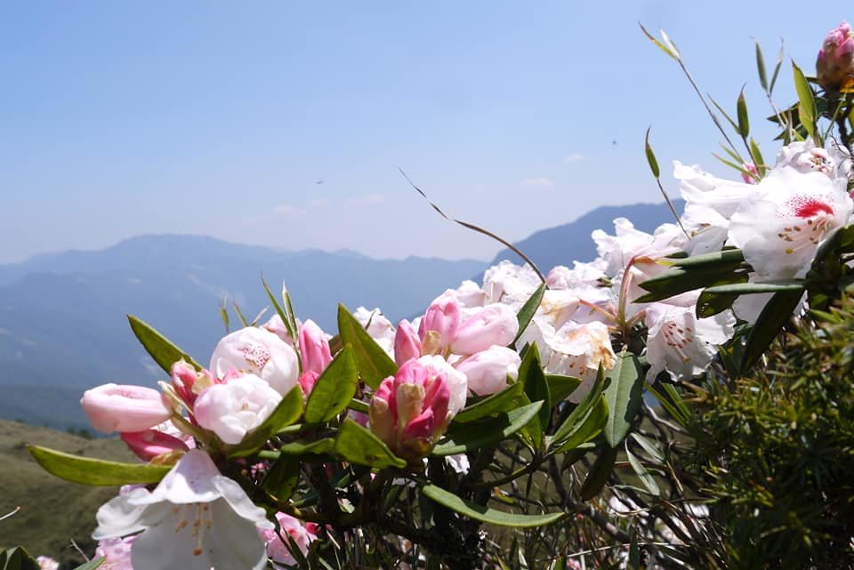 小奇萊+石門山賞高山杜鵑_572203