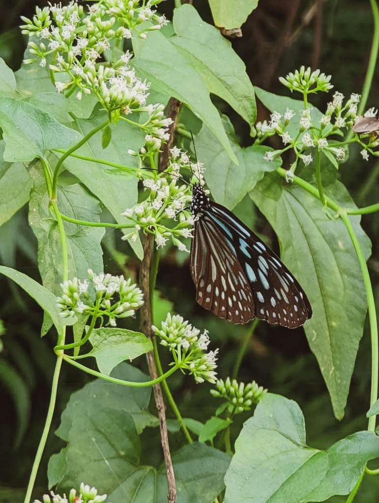 【三地、舊達來】獵人不走的路 - 田良井_1514460