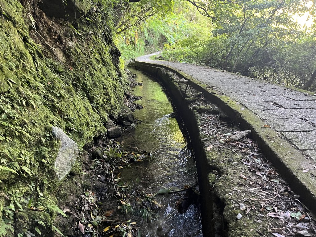 [走遍陽明山]2023_0910_坪頂古圳步道_2279371