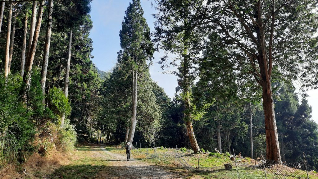 《台中》訪一葉蘭｜大雪山210林道（船型山林道）上烏石坑山20230412_2111465