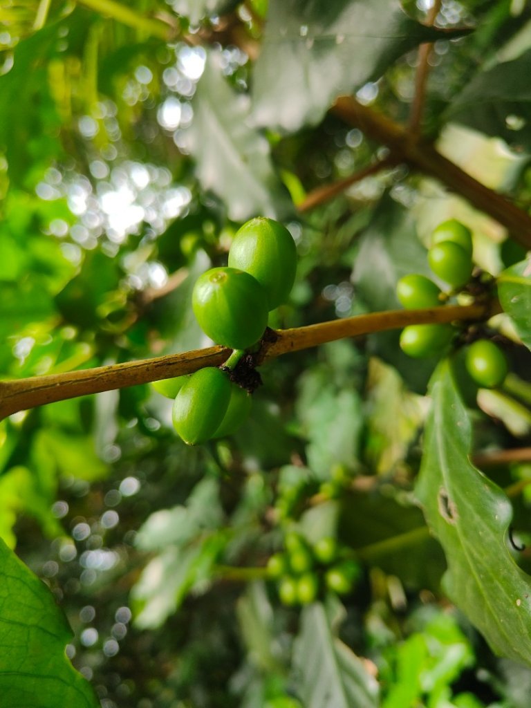 #64小百岳崁頭山、獅額山_2528558