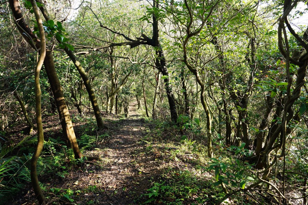 基隆 仁愛 紅淡山、金交椅山_2714993