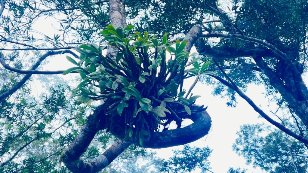 走逛台東 Day 2 鯉魚山步道 走走都蘭山步道1+K_3006421