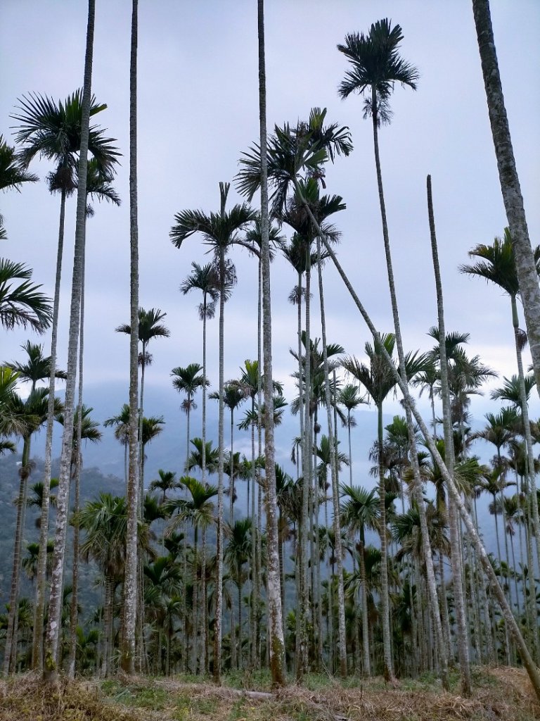 阿拔泉山/觀音石山/紅楠坑山/獨立山 環狀_2963285