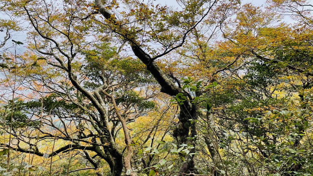 內鳥嘴山- 媲美百岳雲海, 山毛櫸盛宴_1515709