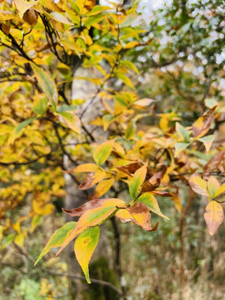 北插天山-山毛櫸的盛宴_1509192