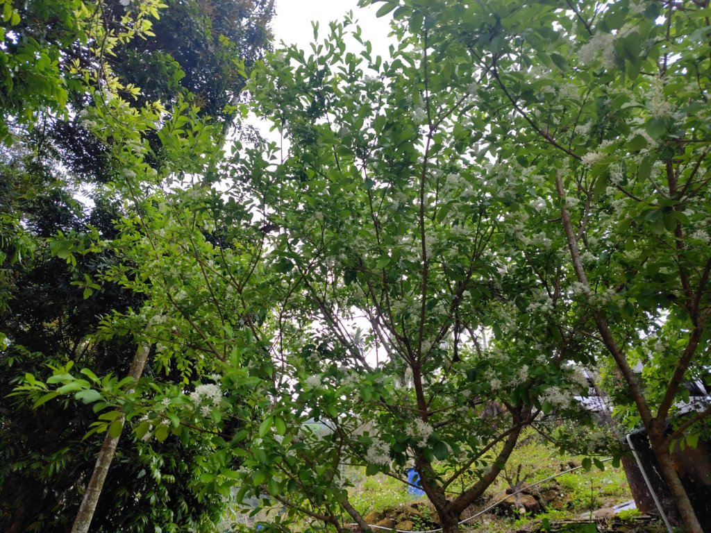 安靖古道_2753514