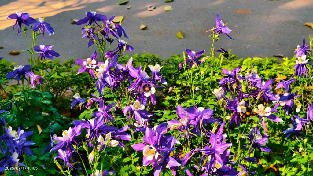 翡翠水庫壩頂&士林官邸鬱金香 2/17_2714042